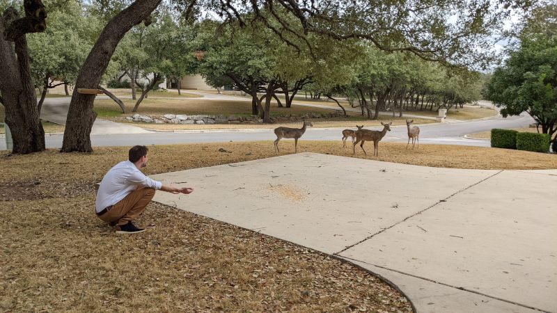 Zach Feeding the Deer In Front of Our Home