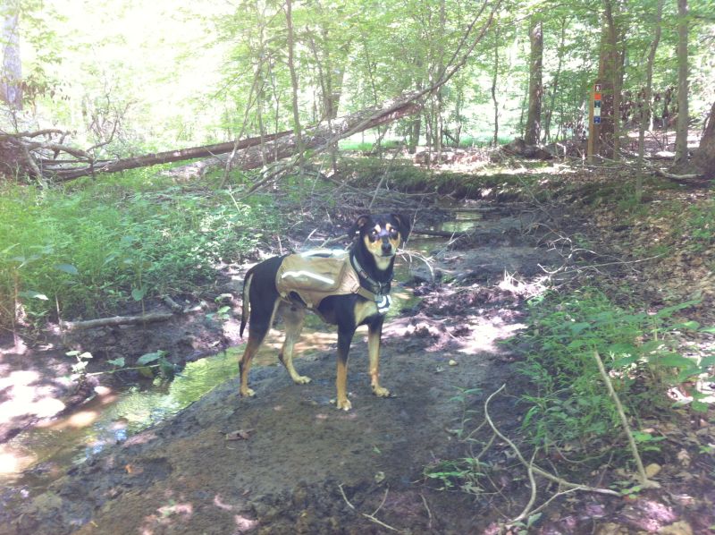 Taco Ready for a Hike