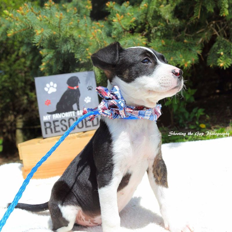 We Volunteer With Rescues & Have Fostered Many Puppies & Kittens