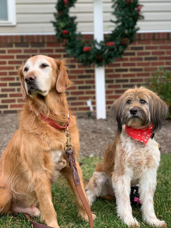 Our Sweet Dogs, Ziggy & Rita