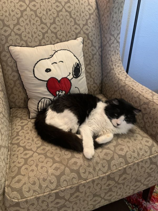 Our Cat, Maggie May
