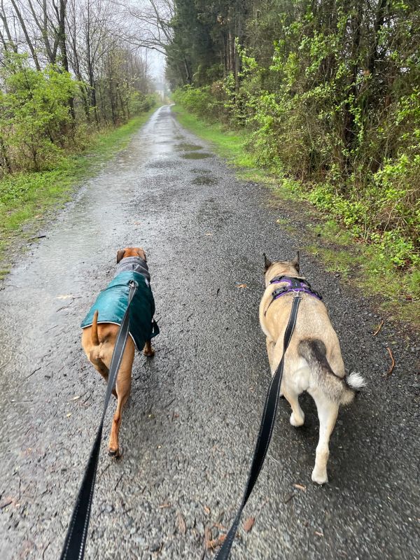 Ruby and Cora on a Walk