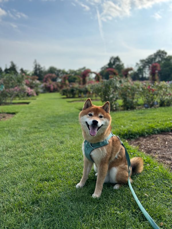 Our Dog, Yusuke