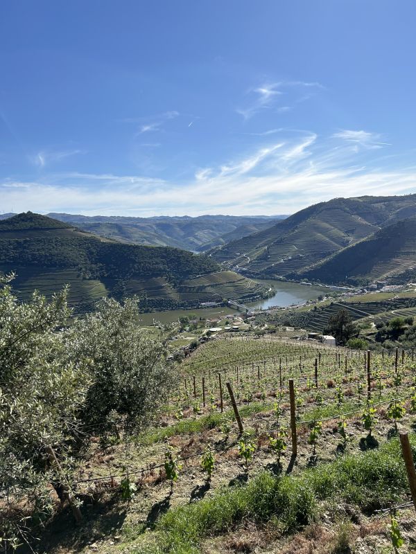 Wine Country in Portugal