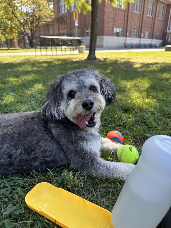 Mojo at the Park