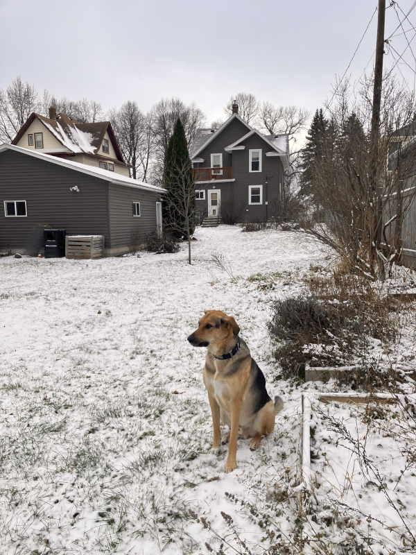 Odin in Our Backyard