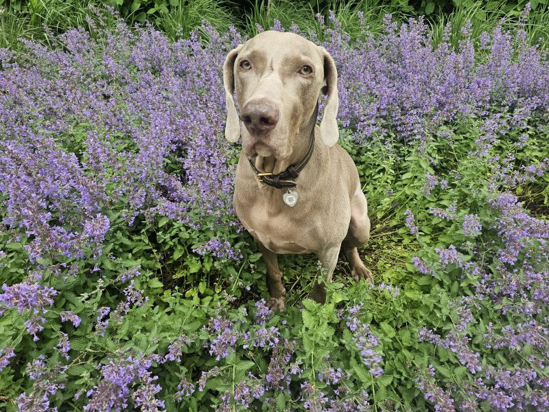 Sammy in Flowers