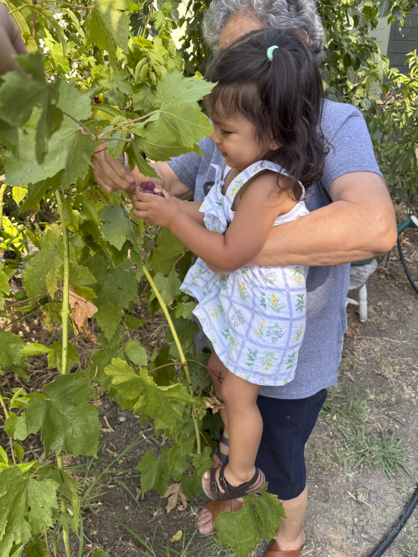 Picking Grapes Together With Grandma