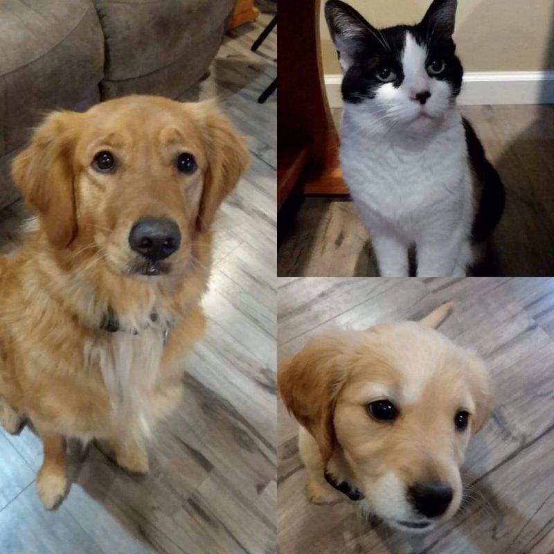Our Pets