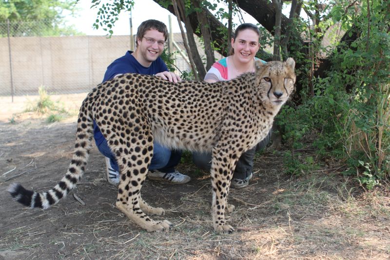 Meeting a Cheetah in South Africa