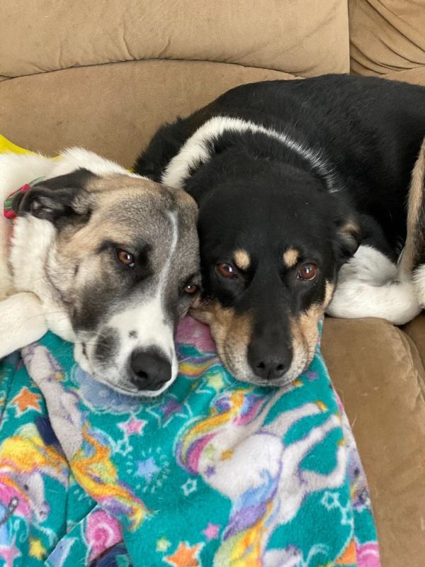 Our Snuggle Pups- Zion & Piper