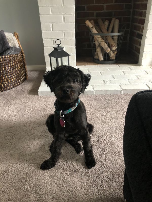 Our Pup, Pepper