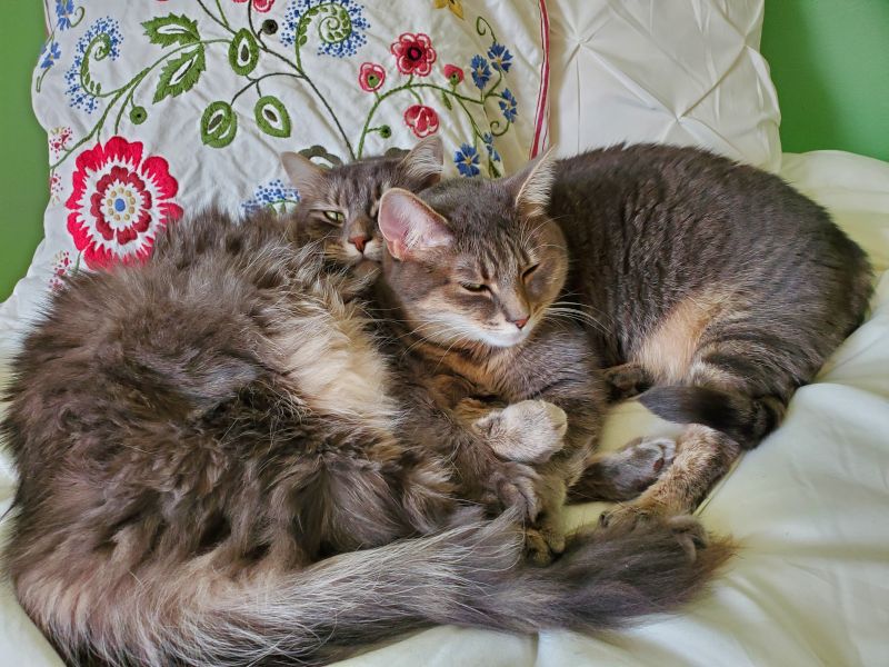 Our Cats, Truffle & Cookie