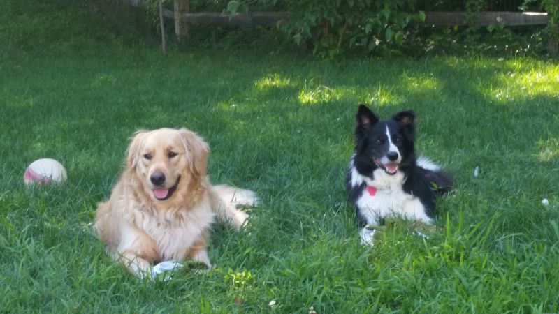 Our Pups