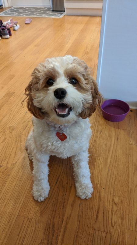 Our Cavapoo Puppy, Daisy